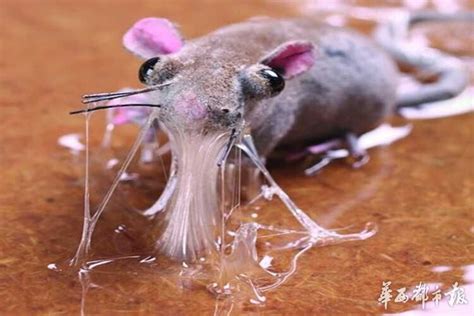做大小鼠实验还怕被咬？教你实验老鼠的抓取小技巧！ - 生物医学科研动物病理实验外包服务 - 网站新闻 - 至善健康医学研究院