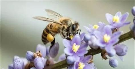 蜜蜂的种类 - 业百科