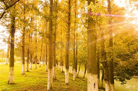 秋天枫树林高清图片下载-正版图片500716778-摄图网