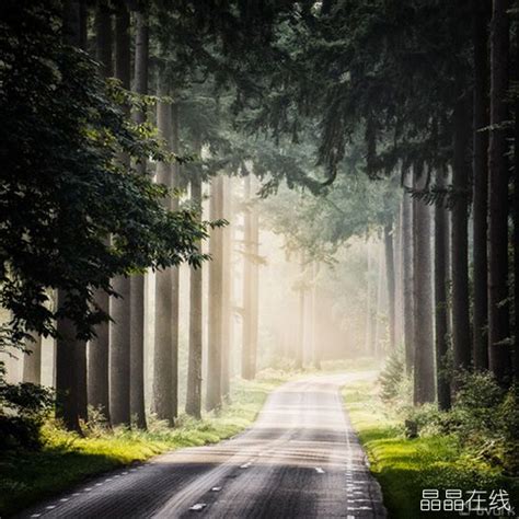 宛如仙境：欧洲最美的迷雾森林_各地资讯_休闲娱乐_晶晶在线