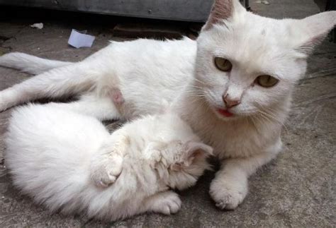 虎妈妈把小猫带到另一只猫妈妈身边，猫妈妈收留了小猫_腾讯视频