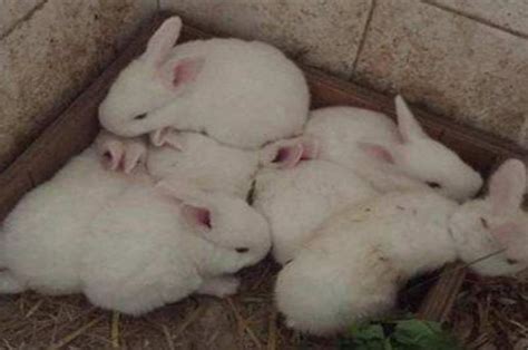 农村如何养殖兔子，需注意养殖密度 - 新三农