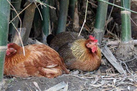 我们常见的鸡都有哪些品种？如何区别？鸡品种大全介绍 - 惠农网