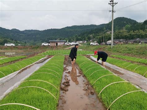 水稻怎么种植方法(种植稻米有哪几个步骤?)-七乐经验网