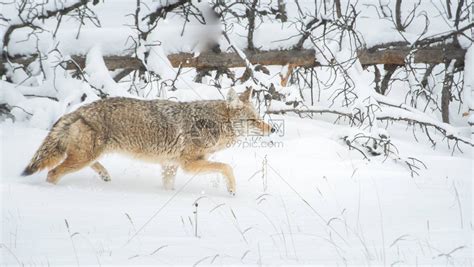 野外的郊狼自然动物群高清图片下载-正版图片503791721-摄图网