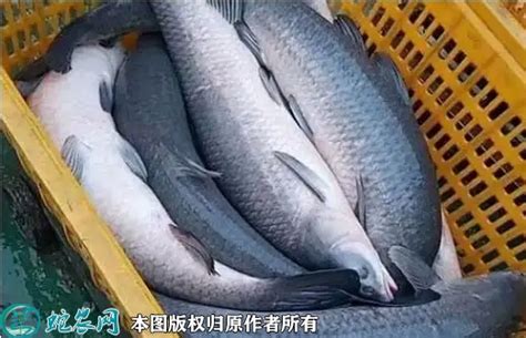 石狮万恒批发船冻鲭鱼罐头料 80-100g 量多价从优 物美价廉-阿里巴巴