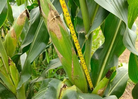 拟10月1日实施！《国家级玉米、稻品种审定标准》公开征求意见