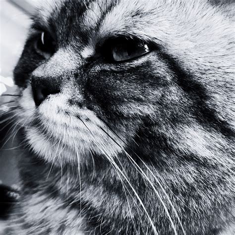 非主流猫头自拍头像