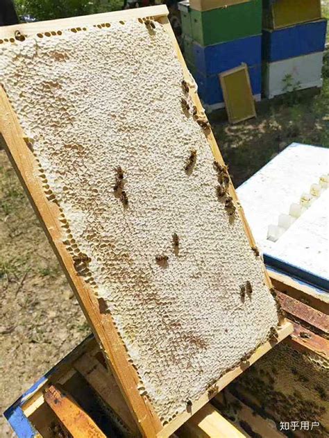 中蜂什么时候取蜜？ - 养蜂技术 - 酷蜜蜂