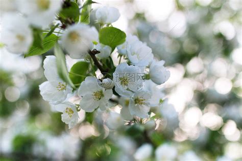 春天开花的树枝树开花白花绿叶映衬蓝天高清图片下载-正版图片506121537-摄图网
