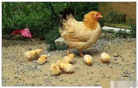 母鸡为何不与小鸡一起生活？说出来你别不信|母鸡|小鸡|养鸡场_新浪新闻