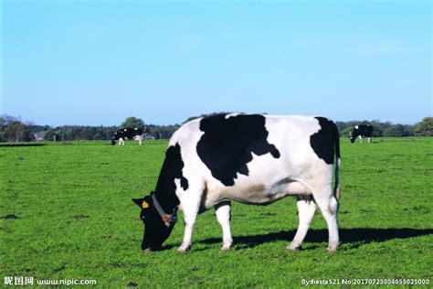 【奶牛健康养殖技术】奶牛养殖技术问答_奶牛养殖前景-聚土网