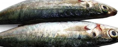 潮汕的巴浪鱼是什么鱼 潮汕的巴浪鱼叫什么鱼_知秀网