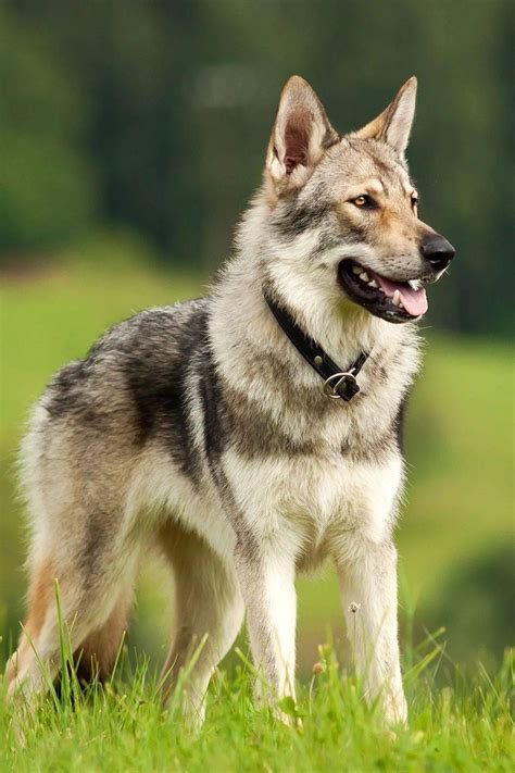 捷克猎狼犬在草地上玩耍高清摄影大图-千库网