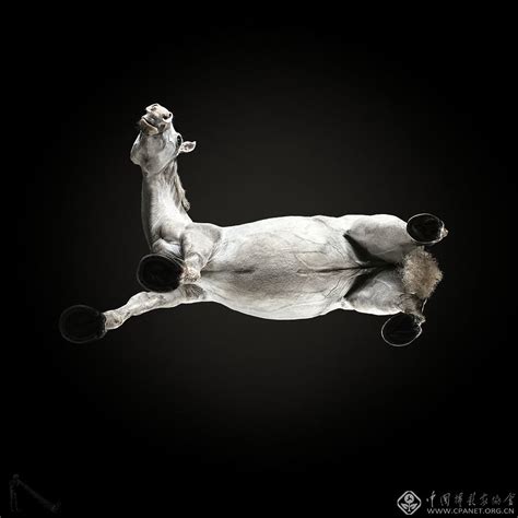 马的仰拍--中国摄影家协会网