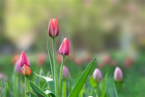 春花烂漫：拍摄于成都植物园|摄影|生态|聚格影像 - 原创作品 - 站酷 (ZCOOL)