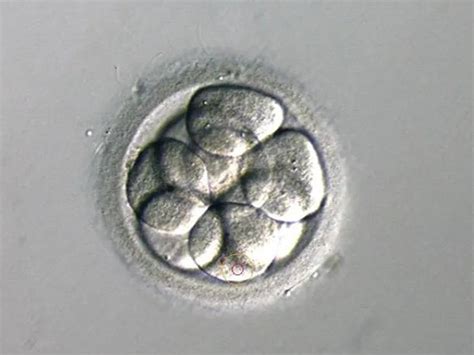 科学好故事|14天规则：实验室培育出的人类胚胎如何真正帮助到人类？_手机新浪网
