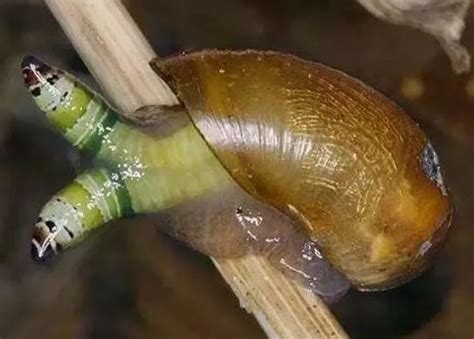 很不起眼的蜗牛有什么惊人的秘密呢？你知道它的牙齿有多少颗吗？
