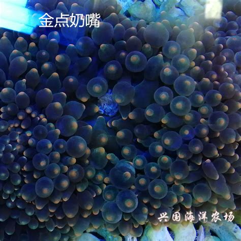 观赏海葵奶嘴海葵活体珊瑚绿地毯宠物共生海葵荧光绿红奶嘴海葵-淘宝网