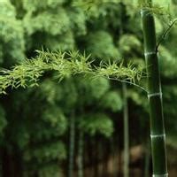 绿色竹情壁纸_植物_太平洋科技