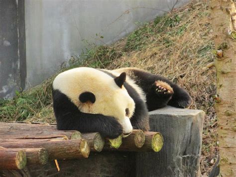 南京红山森林动物园 - 快懂百科