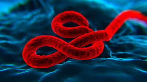 埃博拉病毒-介绍,结构与亚型,病毒传播,致病机理,研究进展