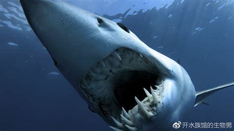 世界上十大最恐怖的鲨鱼：牛鲨排第二，大白鲨排第一_巴拉排行榜