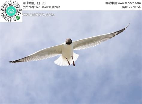 展翅飞翔的鸽子鸟群高清图片下载_红动中国