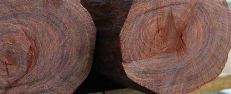 中国最贵的五种木材，你还知道哪些？