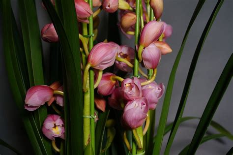 大花蕙兰Cymbidium hybrid-花卉图片网