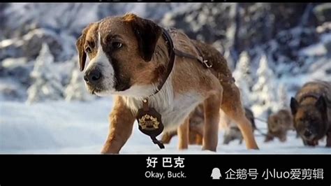 电影《野性的呼唤》：一只狗如何成为狼群的首领_巴克_约翰_淘金者