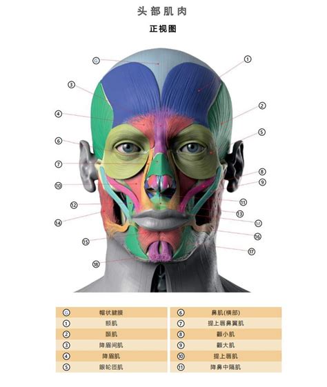 头部肌肉结构图图片