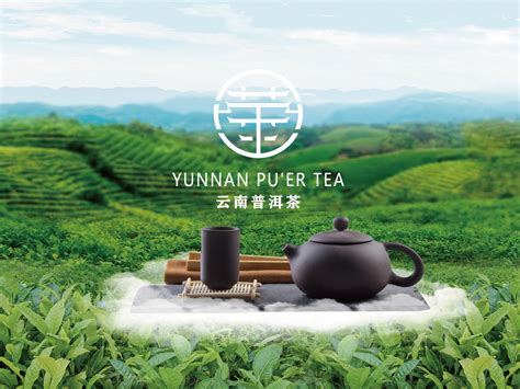 思茅普洱茶茶叶饮品促销绿色创意海报海报模板下载-千库网