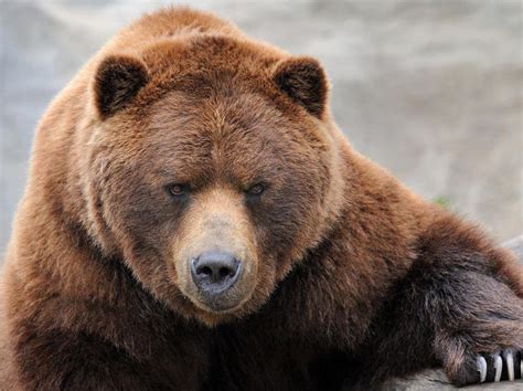 世界上最凶猛的6种熊，会吃人的熊到底有多恐怖？上_高清1080P在线观看平台_腾讯视频
