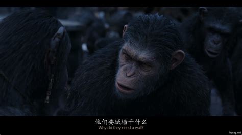 《猩球崛起3》人类与猿族生死大战开打_手机新浪网