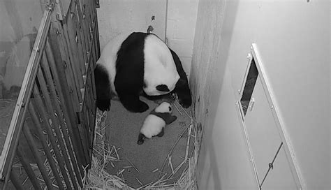 瘦得都没个熊样了！远在孟菲斯动物园的旅美大熊猫看起来瘦骨嶙峋没精神，可怜！_风闻