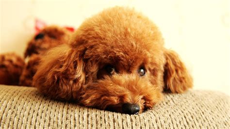 小型贵宾犬,四只动物,可爱的,小狗,狗,玩具贵宾犬,贵宾犬,褐色,幸福,纯种犬摄影素材,汇图网www.huitu.com