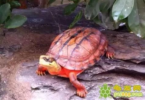 路边卖的巴西龟，到底能够活多长时间？看完再也不想养乌龟了！_腾讯视频