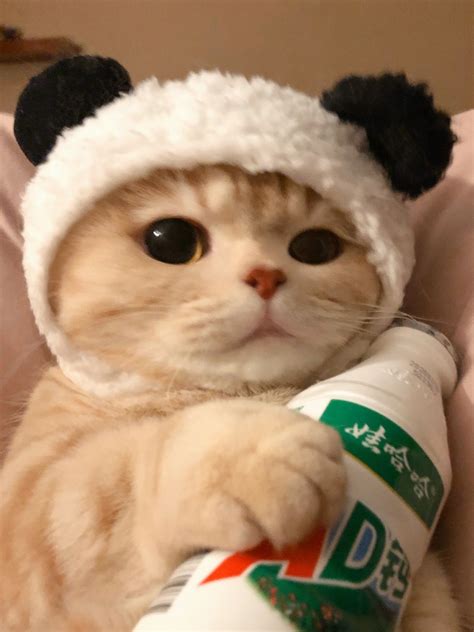 qq头像猫猫非主流