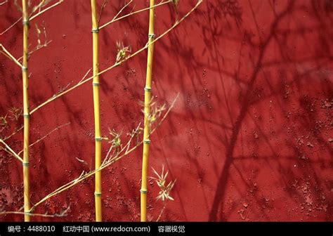 2021第二天】红墙红 翠竹绿摄影图片】生态摄影_太平洋电脑网摄影部落