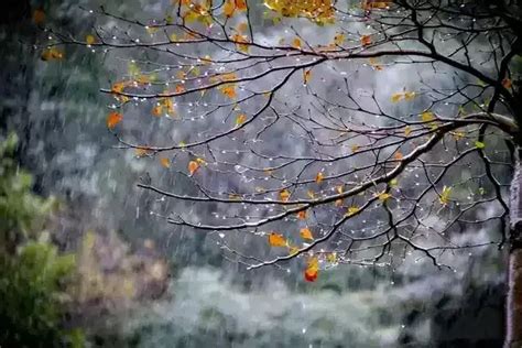 写秋雨的诗句 盘点写秋雨的诗句_知秀网