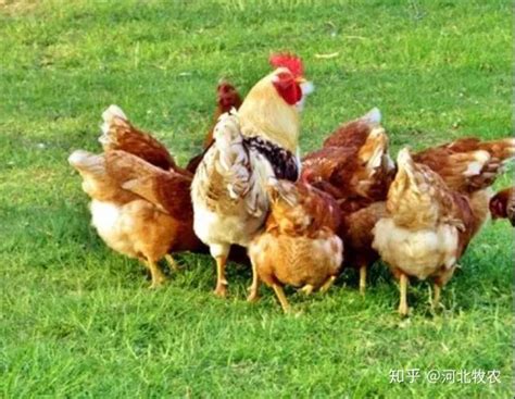 一群牧草养鸡和公鸡在地上高清图片下载-正版图片503282737-摄图网