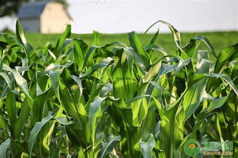 玉米抗旱品种有哪些？ - 惠农网
