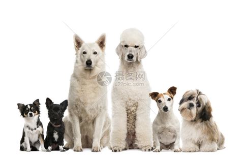 一群狗在白色背景前高清图片下载-正版图片502607989-摄图网