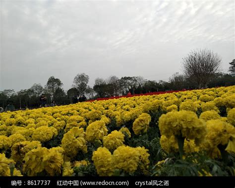 Affidavit 的图像结果
