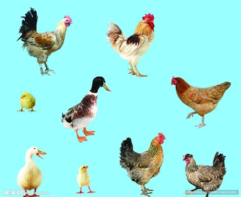 鸡鸭鹅能混在一起养殖吗？养鸡时，这些注意事项要知道！影响很大|鹅|养鸡|养殖_新浪新闻
