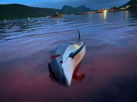 丹麦：近1500只白边海豚遭残忍屠杀 海水被染红尸体摆满海岸_新浪图片