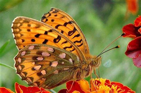 蝴蝶的外形特点和生活特征 - 惠农网