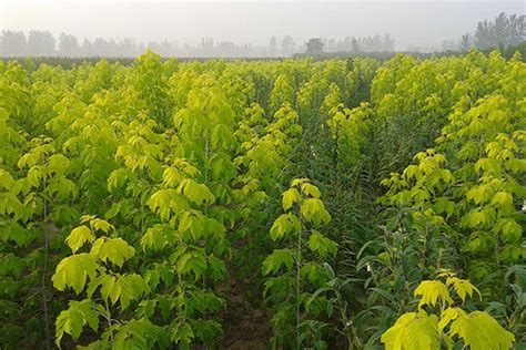 预测市场发展动向，开展苗木攻坚战-种植技术-中国花木网