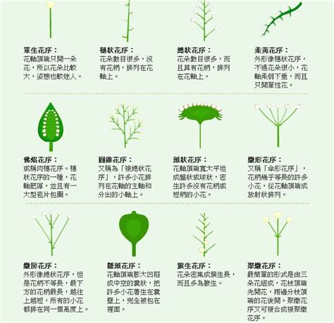 生长的植物图片-生长的植物素材-高清图片-摄影照片-寻图免费打包下载